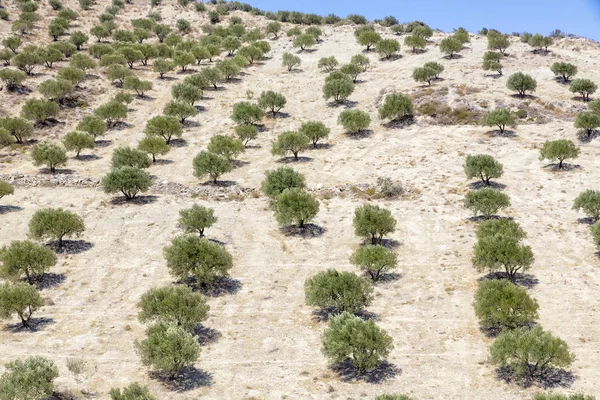 Olive Tree Plantation Island Crete Greece — Stock Photo, Image
