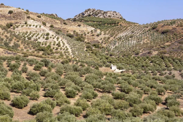 Φυτεία Δέντρο Ελιάς Στο Νησί Της Κρήτης Ελλάδα — Φωτογραφία Αρχείου