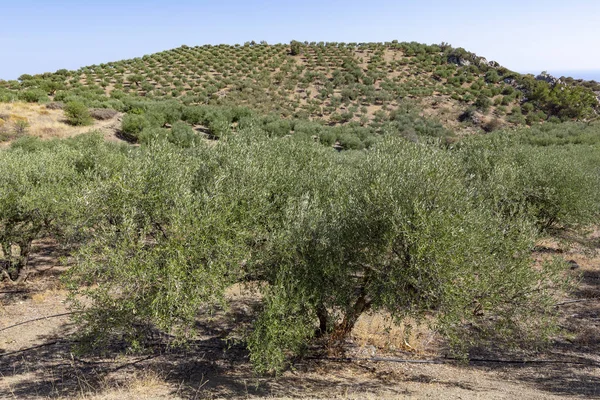 Φυτεία Δέντρο Ελιάς Στο Νησί Της Κρήτης Ελλάδα — Φωτογραφία Αρχείου