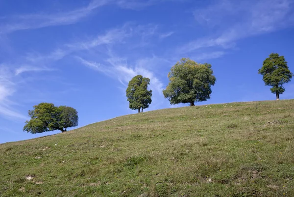 Four Trees Row Summer Austria — Stock Photo, Image