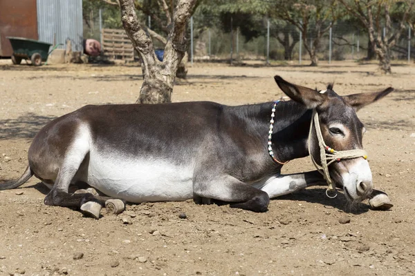 Donkey Lying Farm Greece Europe — Stock Photo, Image