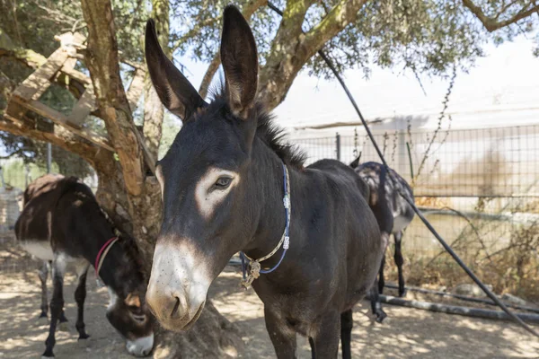 Donkey Farm Greece Europe — Stock Photo, Image