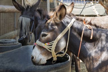 Eşek bir çiftlikte Yunanistan, Europe