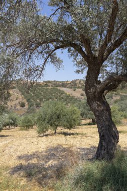 Yaz aylarında zeytin ağaçları Crete, Yunanistan