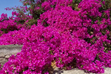 Bougainvillea çiçek açan, Yunanistan'da gördüm