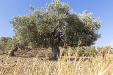 Crete, Yunanistan adada eski zeytin ağacı