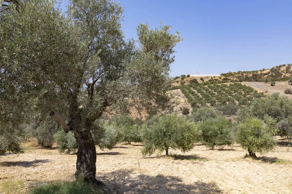 Olive Trees Summer Crete Greece — Stock Photo, Image