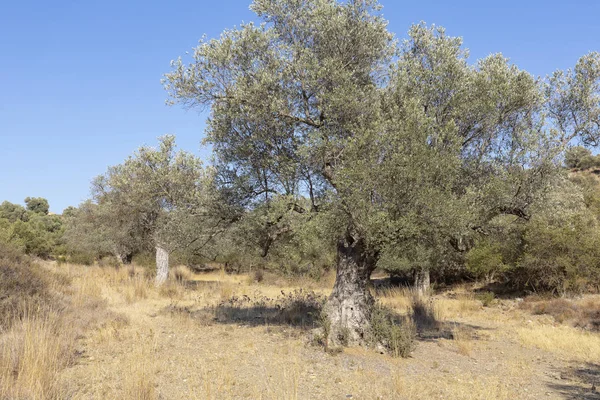 希腊克里特岛岛上的老橄榄树 — 图库照片