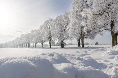 Ebersberg yakınlarında görülen hoarfrost ile kaplı meşe ağaçları, Bavyera, Almanya