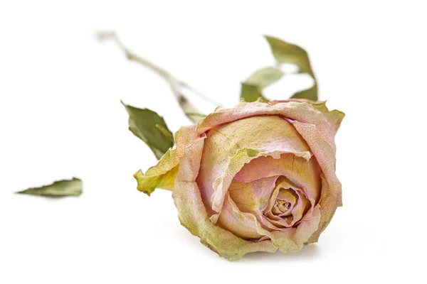 Αποξηραμένο Τριαντάφυλλο Που Βρίσκεται Λευκή Επιφάνεια — Φωτογραφία Αρχείου