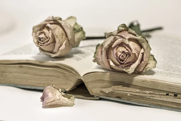 Δύο Αποξηραμένα Τριαντάφυλλα Ένα Παλιό Βιβλίο — Φωτογραφία Αρχείου