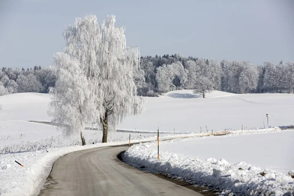 Δέντρο Σημύδας Καλυμμένο Παγετό Ένα Εξοχικό Δρόμο Στη Βαυαρία Γερμανία — Φωτογραφία Αρχείου