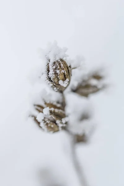 Plant Detail Covered Hoarfrost — Stock Photo, Image