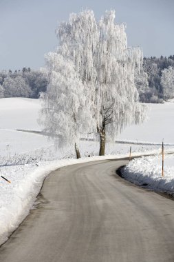 Bavyera, Almanya'da bir köy yolunda kısık buzla kaplı huş ağacı