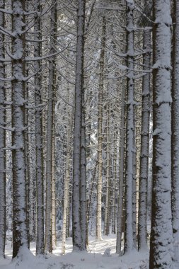 Bavyera'nın güneyinde karla kaplı orman, Almanya