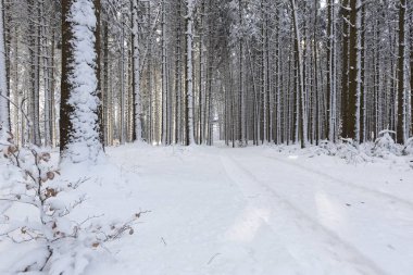 Bavyera'nın güneyinde karla kaplı orman, Almanya