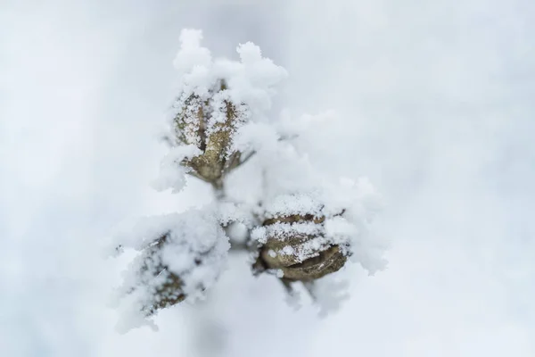 Plant Detail Covered Hoarfrost — Stock Photo, Image