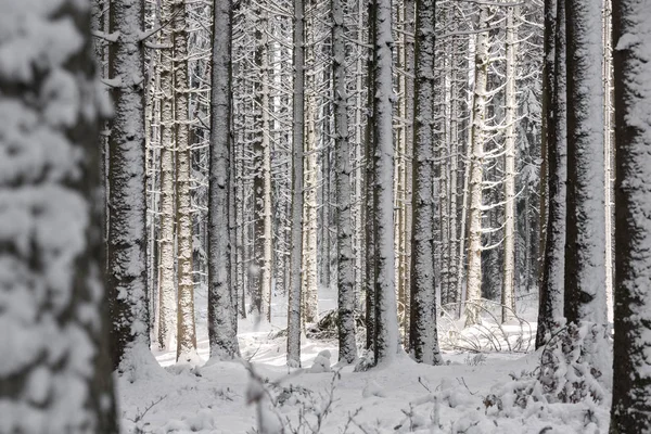 Snow Covered Forest South Bavaria Germany — Stock Photo, Image