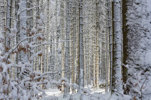 Bosque Cubierto Nieve Sur Baviera Alemania —  Fotos de Stock