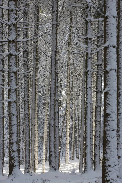 Snow Covered Forest South Bavaria Germany — Stock Photo, Image