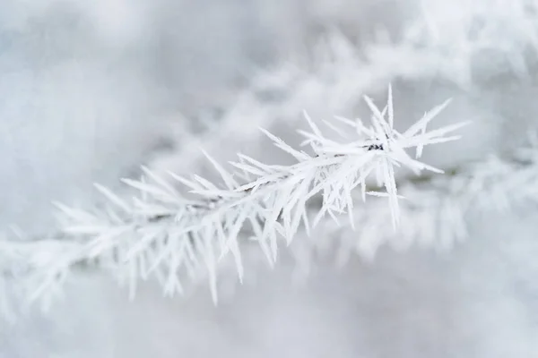 Twig Covered Ice Crystals Closeup — Stock Photo, Image