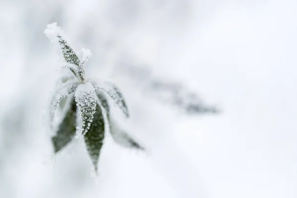 Plant Detail Covered Hoarfrost — Stock Photo, Image