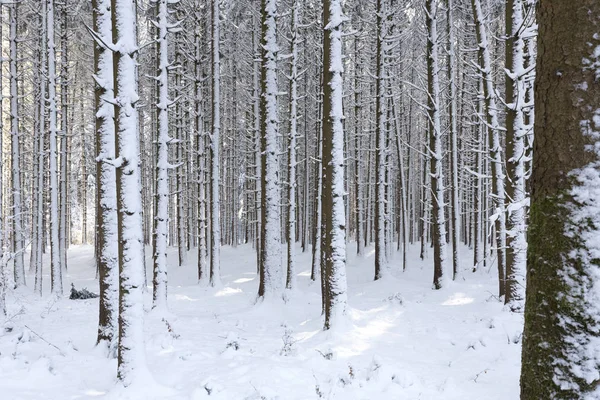 Χιόνι Καλυμμένα Δάση Στο Νότο Της Βαυαρίας Γερμανία — Φωτογραφία Αρχείου