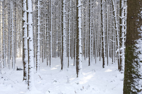 Snow covered forest in the South of Bavaria, Germany