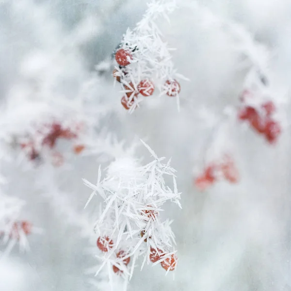 Větvič Pokrytá Ledově Krystaly Zaostřená — Stock fotografie