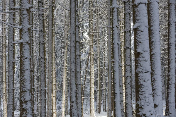 Snow Covered Forest South Bavaria Germany — Stock Photo, Image