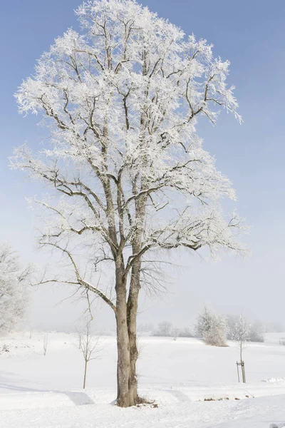 Árvore Coberta Com Geada Uma Paisagem Nebulosa — Fotografia de Stock
