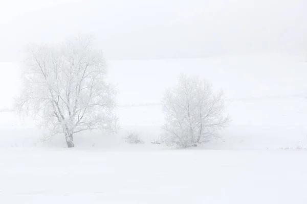 Two Trees Covered Hoarfrost Foggy Landscape — Stock Photo, Image