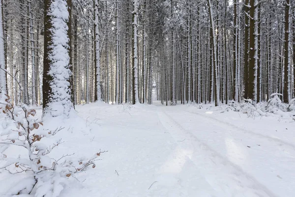 Snow Covered Forest South Bavaria Germany — Stock Photo, Image