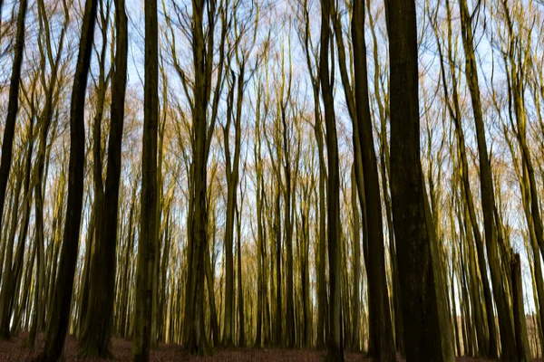 Floresta Faia Inverno Desfocada Pelo Movimento Câmera Intencional — Fotografia de Stock