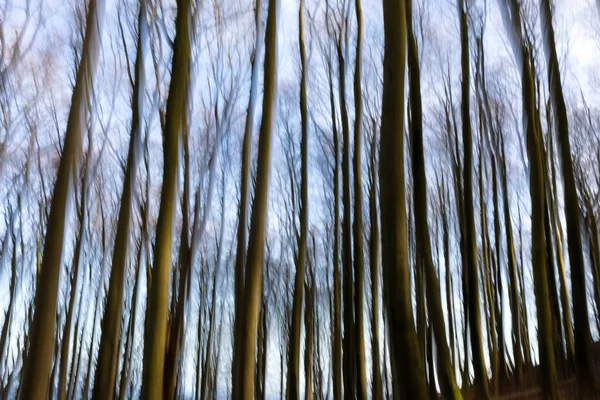 Bosque Haya Invierno Borroso Por Movimiento Intencional Cámara —  Fotos de Stock