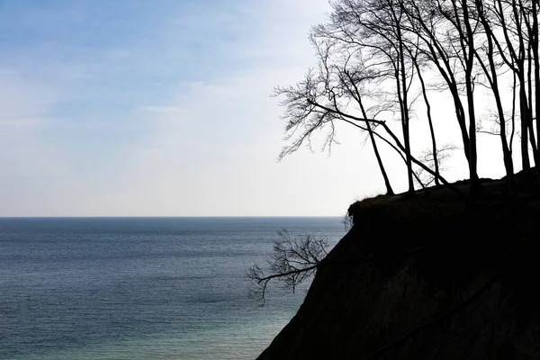 Ruegen Adası Almanya Daki Çıplak Kayın Ağaçları — Stok fotoğraf