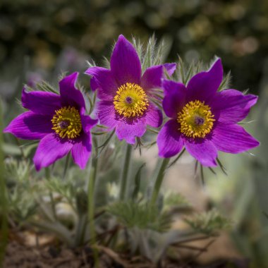 Bahçede çiçek açan (Pulsatilla vulgaris)