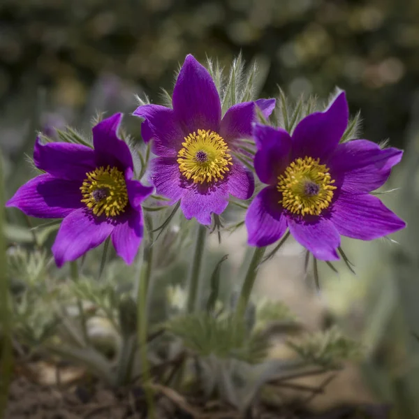 Blooming Pasque Flower Pulsatilla Vulgaris Garden — Stock Photo, Image