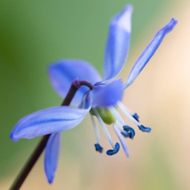 Mavi yıldız (Scilla), kare biçimi