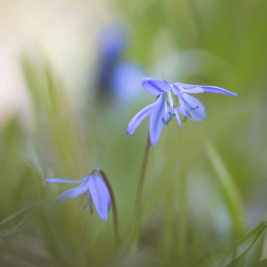 Mavi yıldız (Scilla), kare biçimi