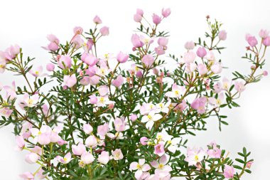 Açık arkaplanda Boronia anemonifolia çiçeği