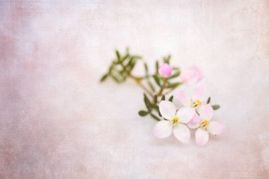 Doku örtülü Boronia anemonifolisi
