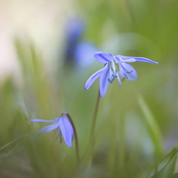 Modrá Hvězdička Scilla Čtvercový Formát — Stock fotografie