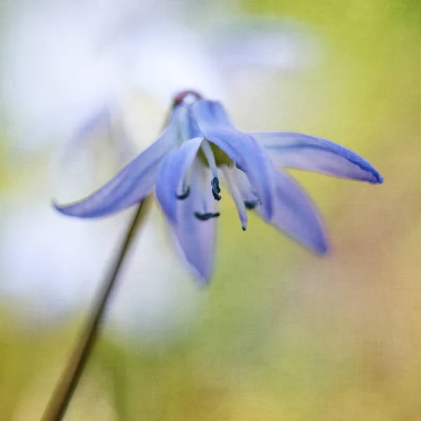 Asterisco Blu Scilla Formato Quadrato Sovrapposizione Texture — Foto Stock