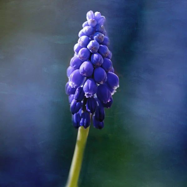Blauwe Druivenhyacint Muscari Met Textuurdeklaag — Stockfoto
