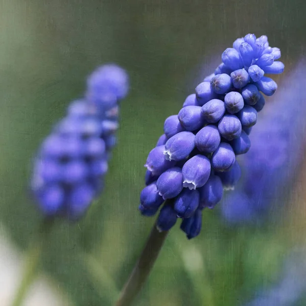 Blue Grape Hyacinth Muscari Texturou Překrývající — Stock fotografie