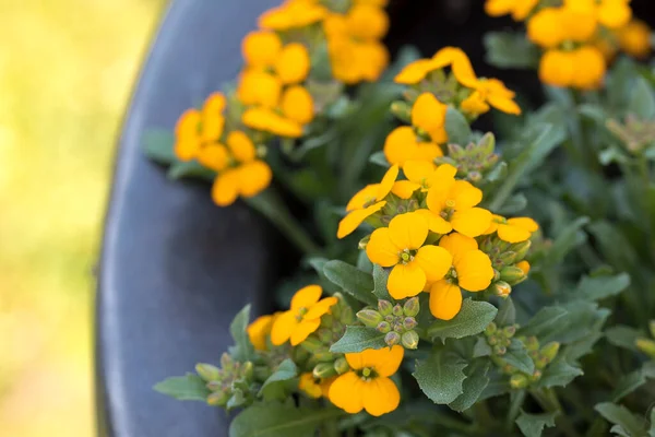 Erysimum Cheiri Fleurs Murales Dans Jardin — Photo