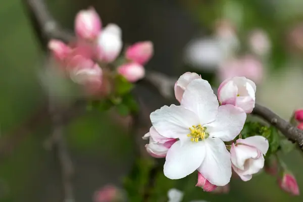 Apple Blossoms Shot Shallow Depth Field — Stock Photo, Image