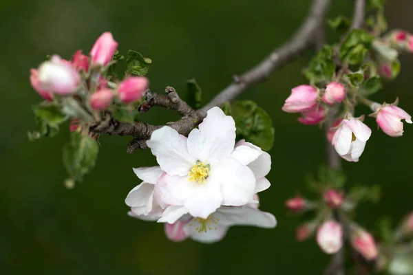 Kwiaty Jabłoni Strzał Płytkiej Głębi Ostrości — Zdjęcie stockowe