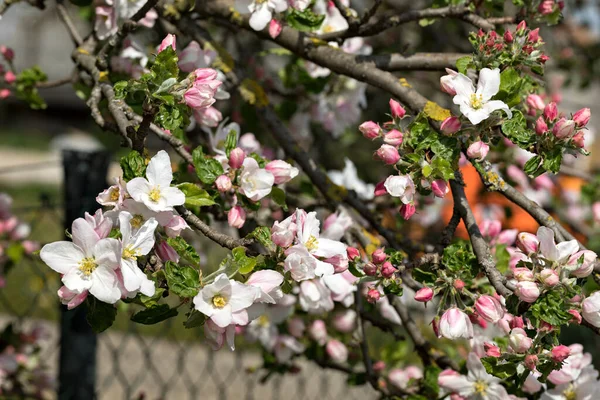 Flores Manzana Con Poca Profundidad Campo —  Fotos de Stock